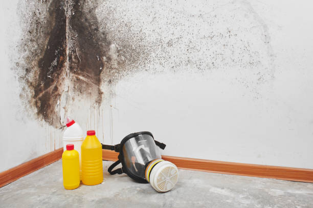 Mold Testing and Removal in Fort Leonard Wood, MO