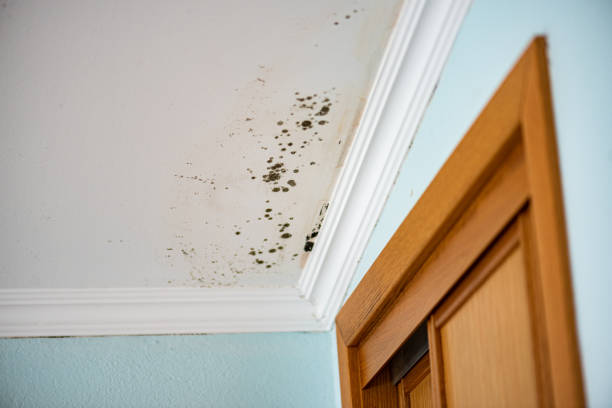 Best Toxic Mold Removal  in Fort Leonard Wood, MO