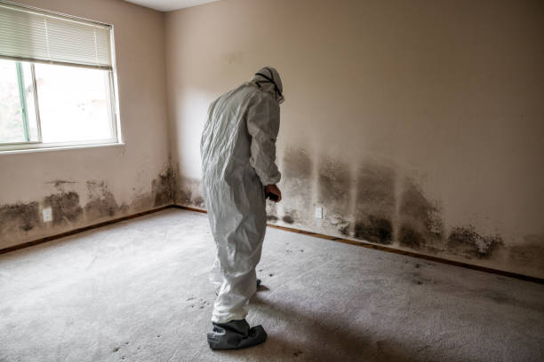 Best Mold Damage Repair  in Fort Leonard Wood, MO