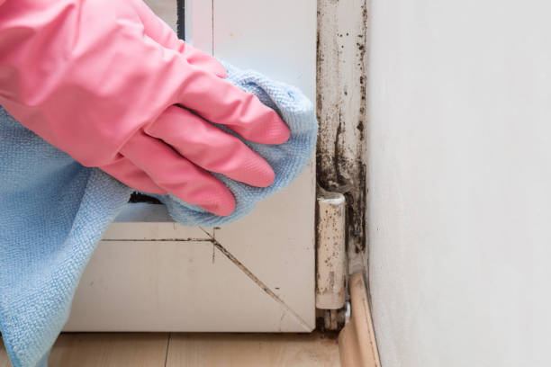 Best Mold Remediation  in Fort Leonard Wood, MO